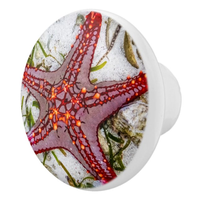 Starfish, Sansibar, Tansania Keramikknauf (Rechts)