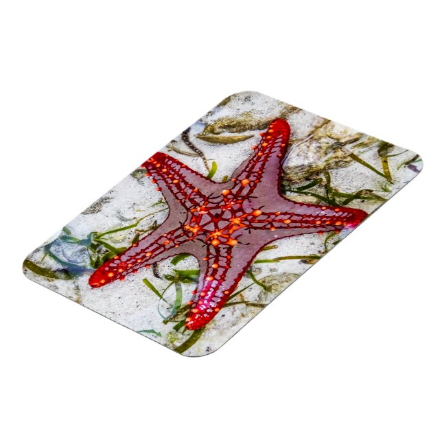 Starfish, Sansibar, Tansania Magnet (Linke Seite)