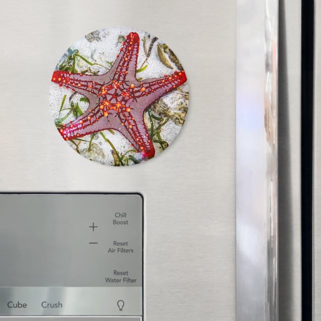 Starfish, Sansibar, Tansania Magnet (In Situ (Kühlschrank))