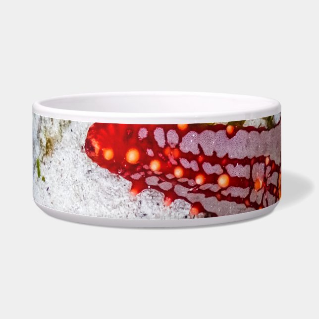 Starfish, Sansibar, Tansania Napf (Links)