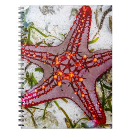Starfish, Sansibar, Tansania Notizblock