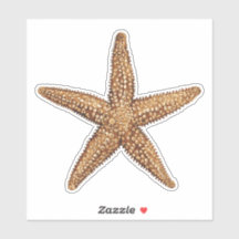 Starfish - Sea Star