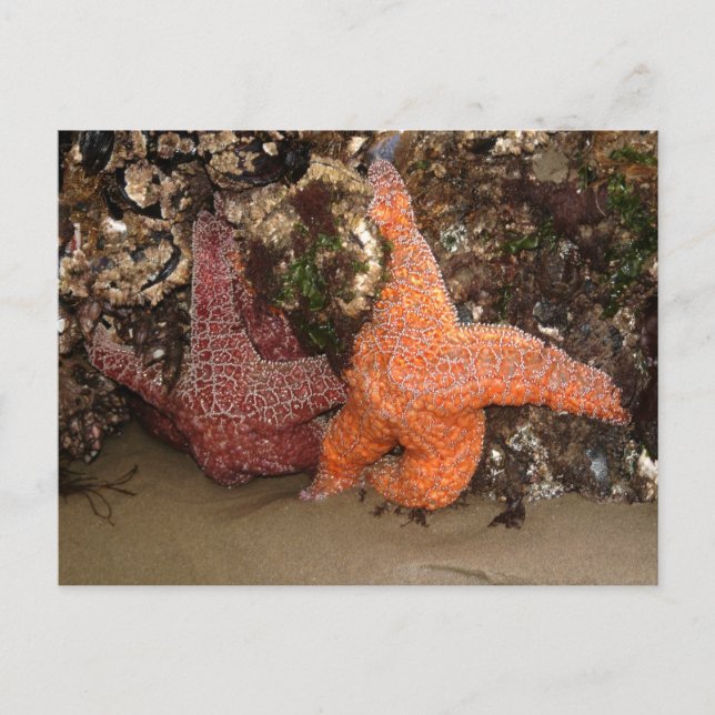 Starfish/Sea Stars, Cannon Beach OR, Foto 3 Postkarte (Vorderseite)