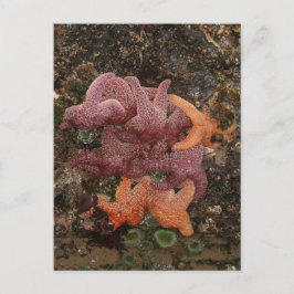 Starfish/Sea Stars, Cannon Beach OR, Foto 5 Postkarte