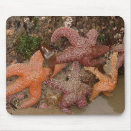 Starfish/Seesterne in der Kanone setzen ODER, Foto Mousepad