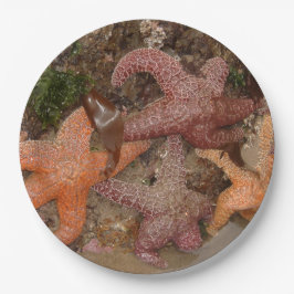 Starfish/Seesterne in der Kanone setzen ODER, Foto Pappteller