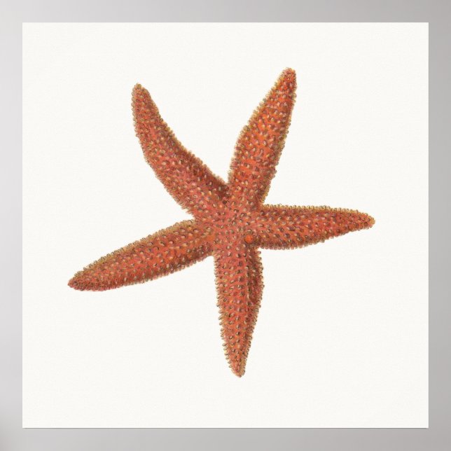 Starfish - Sherman Denton Fish Lithograph Poster (Vorne)