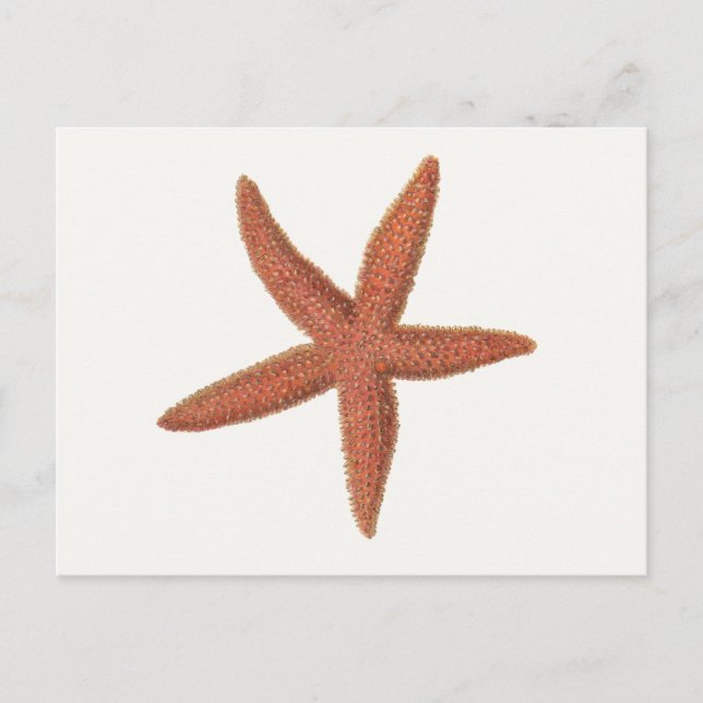 Starfish - Sherman Denton Fish Lithograph Postkarte (Vorderseite)