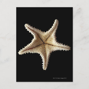 Starfish Skelett, nah-up 2 Postkarte