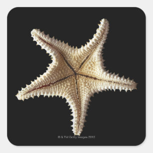 Starfish Skelett, nah-up 2 Quadratischer Aufkleber