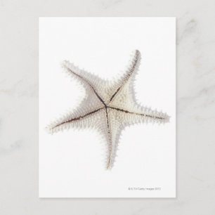 Starfish-Skelett, nah-up Postkarte
