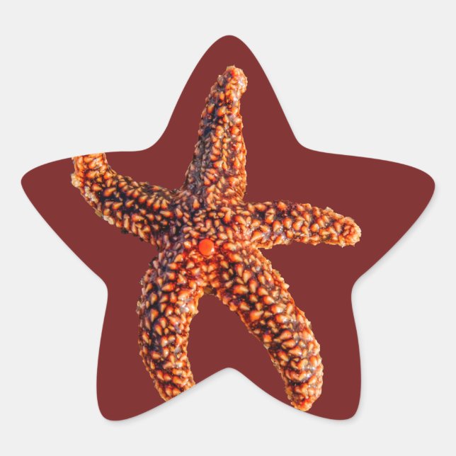 Starfish Stern-Aufkleber (Vorderseite)