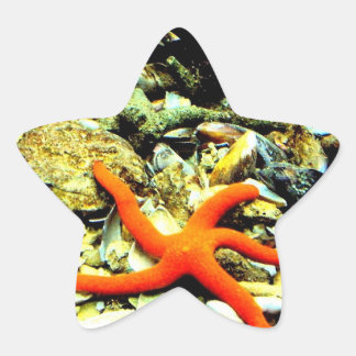 Starfish Stern-Aufkleber