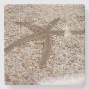 Starfish Stone Untersetzer
