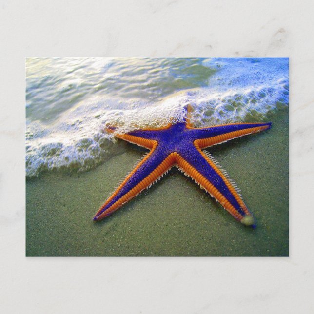Starfish Tropischer Sandstrand Postkarte (Vorderseite)