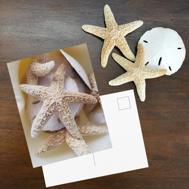 Starfish und Sand Dollars Seashell Fotografie Postkarte (Von Creator hochgeladen)