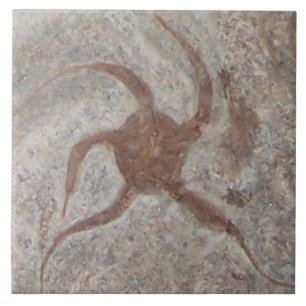 Starfish-versteinerte Fliese Trivet