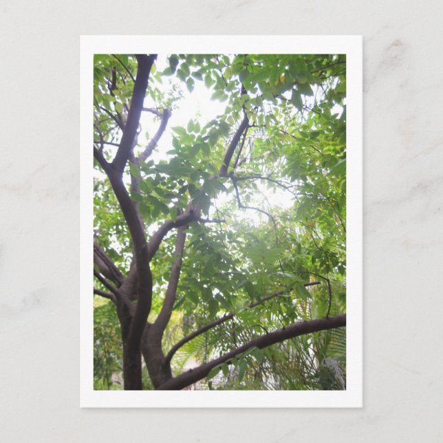 Starfruit Tree Postkarte (Vorderseite)