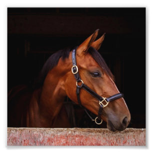 StarGazer Farm Foal & Horse Pictures Fotodruck