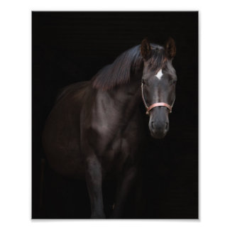 StarGazer Farm Foal & Horse Pictures Fotodruck
