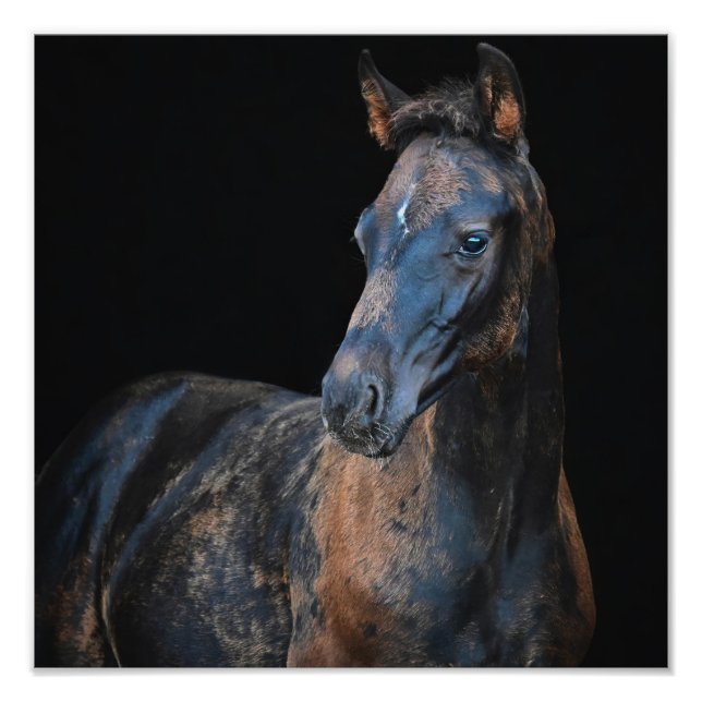 StarGazer Farm Foal & Horse Pictures Fotodruck (Vorne)