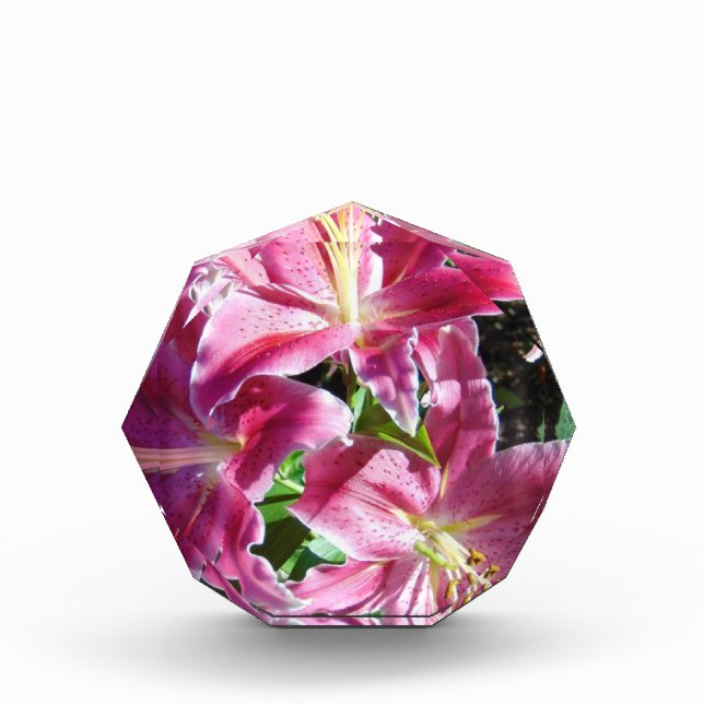 Stargazer-Lilie Fotoblock (Vorderseite)