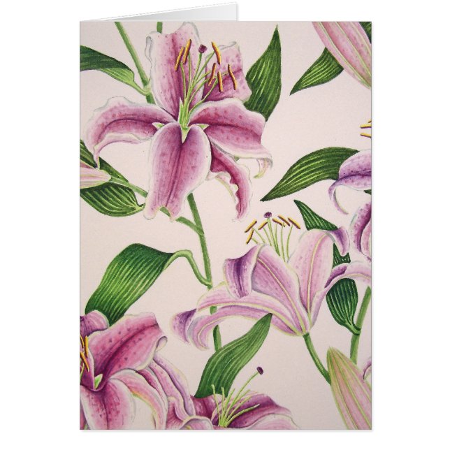 Stargazer-Lilien (Vorne)