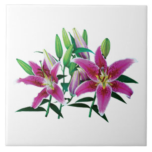 Stargazer-Lilien-Familie Fliese