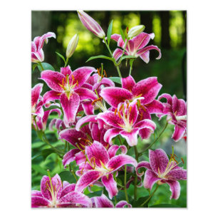Stargazer-Lilien Fotodruck