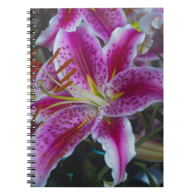 Stargazer-Lilien rosa und magentarote Blumen Notizblock (Vorderseite)