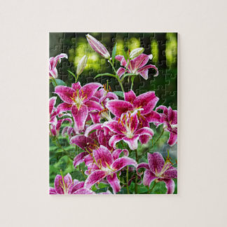 Stargazer Lilies