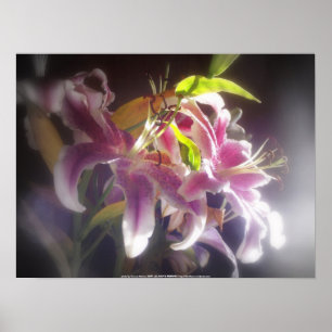 Stargazer Lilies #20 Poster