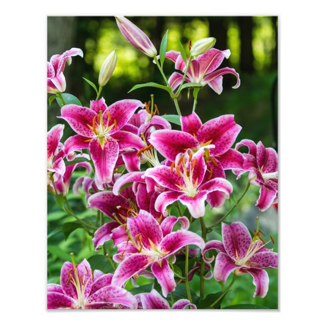Stargazer Lilies Fotodruck (Vorne)