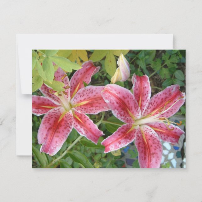 Stargazer Lilies Garden (Vorderseite)