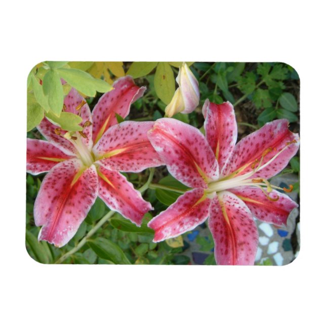 Stargazer Lilies Garden Magnet (Horizontal)