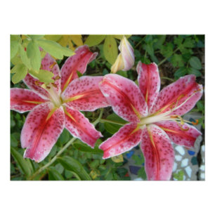 Stargazer Lilies Garden Poster