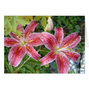Stargazer Lilies Jardin Floral