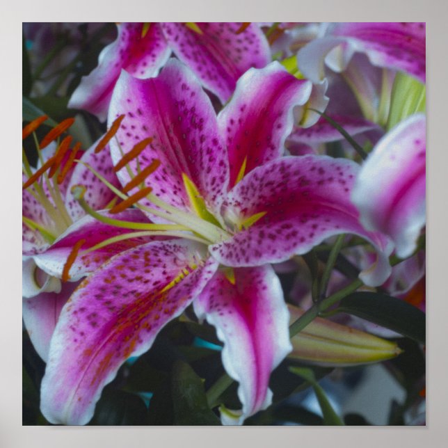 Stargazer Lilies Pink & Magenta Poster (Vorne)
