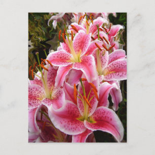 "Stargazer" Lilies Postkarte