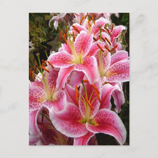 "Stargazer" Lilies Postkarte (Vorderseite)