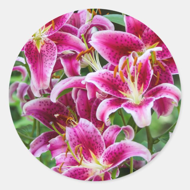 Stargazer Lilies Runder Aufkleber (Vorderseite)