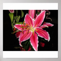 Stargazer Lilly