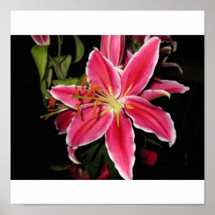 Stargazer Lilly Poster