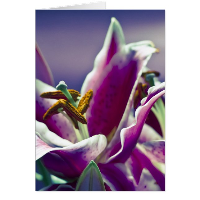 Stargazer Lily (Devant)