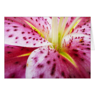 Stargazer Lily Bright Magenta