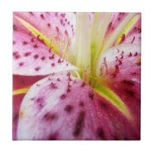 Stargazer Lily Bright Magenta Fliese