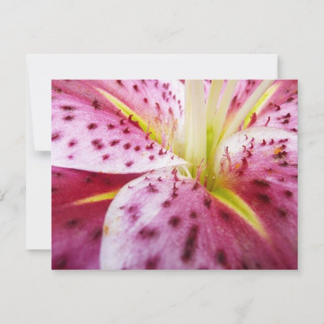 Stargazer Lily Bright Magenta Karte (Vorderseite)