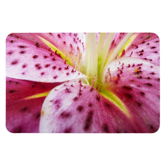Stargazer Lily Bright Magenta Magnet (Horizontal)