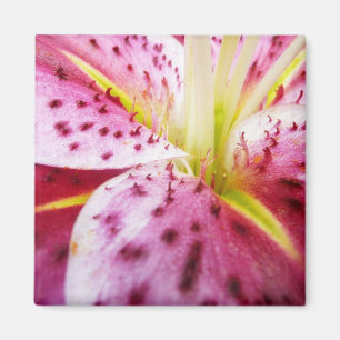 Stargazer Lily Bright Magenta Magnet