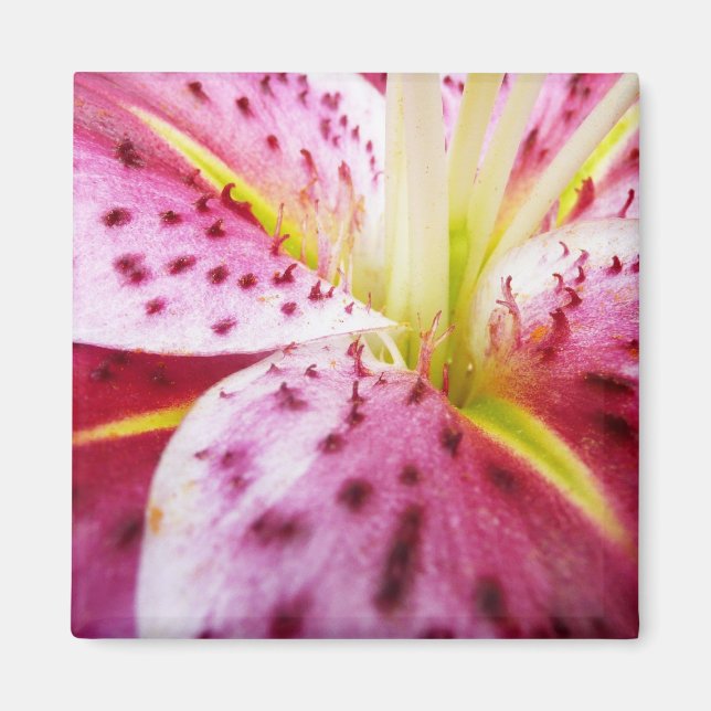 Stargazer Lily Bright Magenta Magnet (Vorne)
